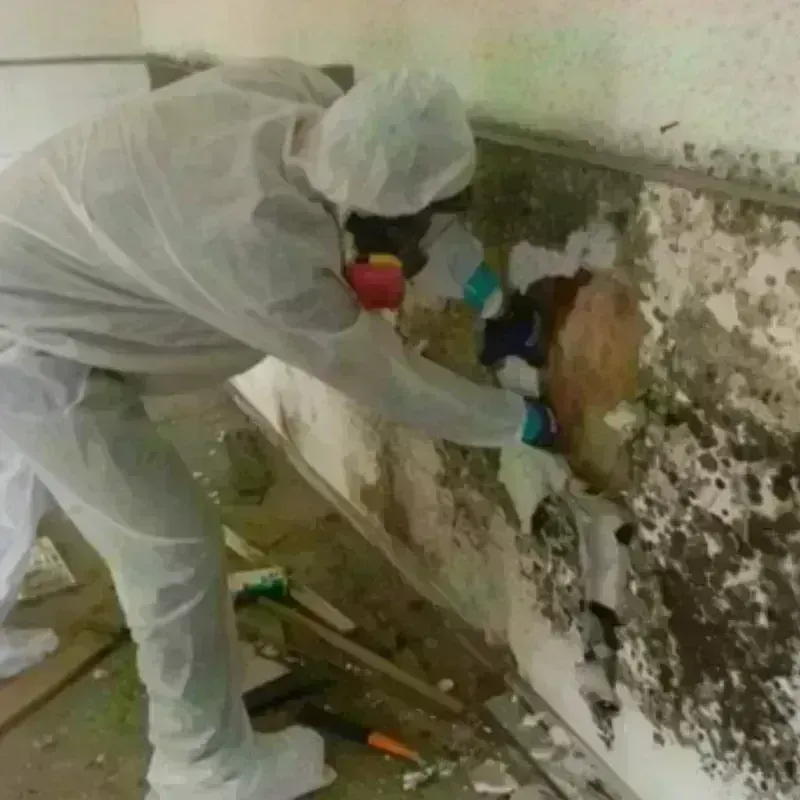 Mold Remediation and Removal in Skippers Corner, NC